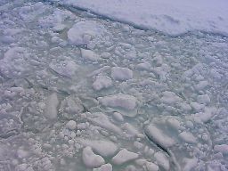 海面を埋めた流氷